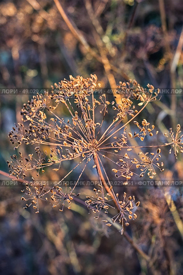 Dry bushes of dill . Стоковое фото, агентство Ingram Publishing / Фотобанк Лори