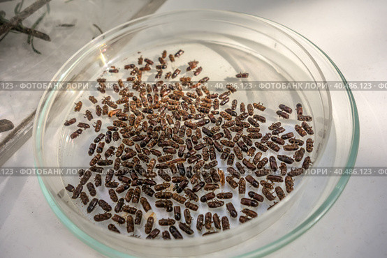 Dry dead bark beetles set. Many pests infection, pest epidemic. Стоковое фото, фотограф Iva Noel / Фотобанк Лори