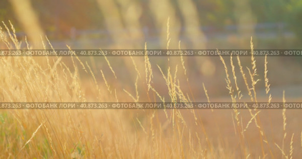 Dry grass in the field sways at sunset. Ears in a wild lawn in the park. Nature landscape concept. S. Стоковое видео, видеограф Ольга Сухарева / Фотобанк Лори