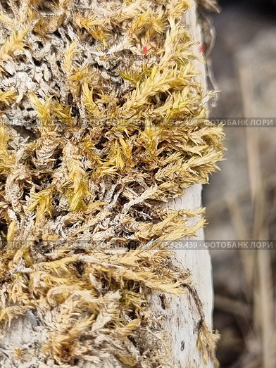 Dry moss or lichen, close-up. It densely covers a surface, perhaps a rock, tree bark or old wood. The shades vary from golden yellow to grey-white, indicating its dry state, probably after a long absence of moisture. The texture is brittle, thin, similar to small needles or spirals. It may be a type of forest moss or xanthoria, a lichen found in Crimea in dry pine forests, on rocks or dead wood. Стоковое фото, фотограф Анна Кривицкая / Фотобанк Лори