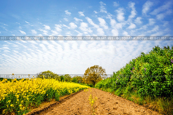 Dry soil at a yellow canola field in rural surroundings in the summertime. Стоковое фото, агентство Ingram Publishing / Фотобанк Лори