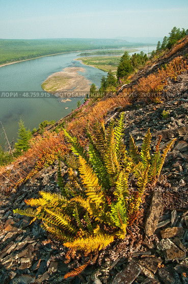 Dryopteris fragrans - Щитовник пахучий.    Лето, река Колыма,  растительность на горном склоне . Восточная Сибирь, Магаданская область. Стоковое фото, фотограф Павел Просянов / Фотобанк Лори