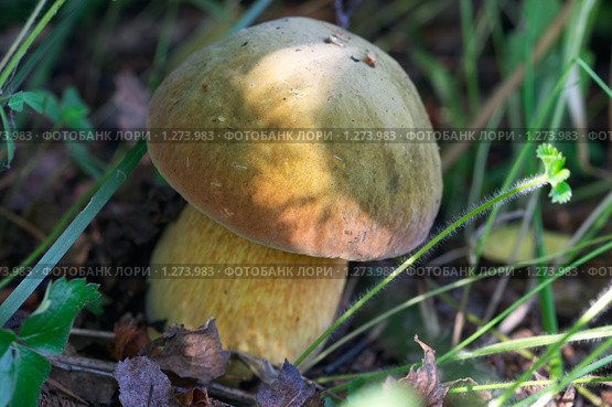 Дубовик обыкновенный в траве (Глухой) - Boletus Luridus. Стоковое фото, фотограф Виктор Савушкин / Фотобанк Лори
