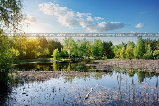 Duckweed on a river at the sunrise. Стоковое фото, агентство Ingram Publishing / Фотобанк Лори