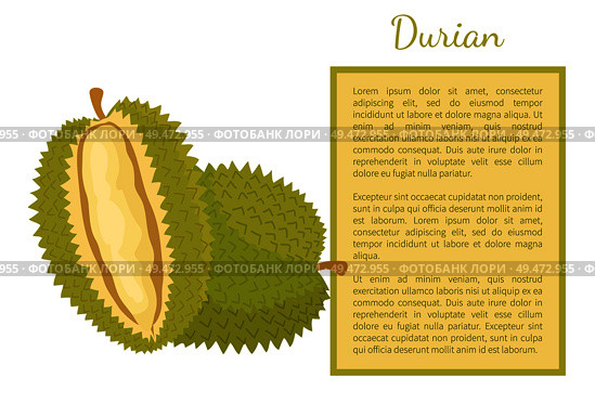 Durian exotic juicy fruit with unusual flavour and odour vector poster with frame and text sample. Tropical edible food, dieting vegetarian banner. Durian Exotic Juicy Fruit Unusual Flavour Poster. Стоковая иллюстрация, агентство Ingram Publishing / Фотобанк Лори