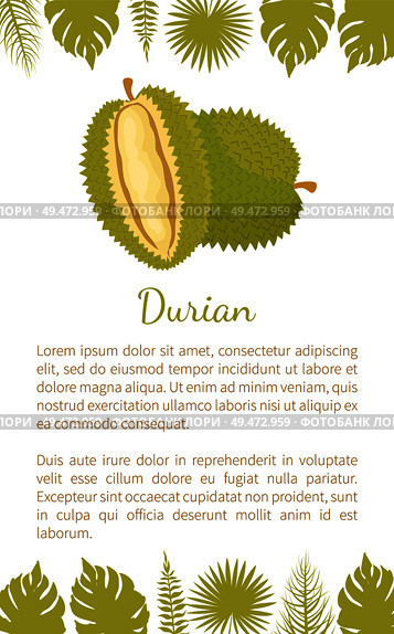 Durian exotic juicy fruit with unusual flavour and odour vector poster text and palm leaves. Tropical edible food, dieting veggies icon full of vitamins. Durian Exotic Juicy Fruit Unusual Flavour and Text. Стоковая иллюстрация, агентство Ingram Publishing / Фотобанк Лори