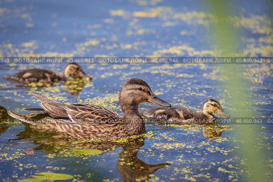 During the day, ducklings swim in the pond under the supervision of a duck. Стоковое фото, фотограф Юрий Поздников / Фотобанк Лори