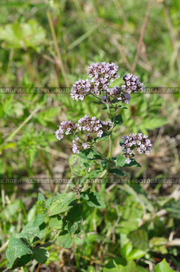 Душица обыкновенная (лат. Origanum vulgare) Стоковое фото, фотограф Елена Коромыслова / Фотобанк Лори