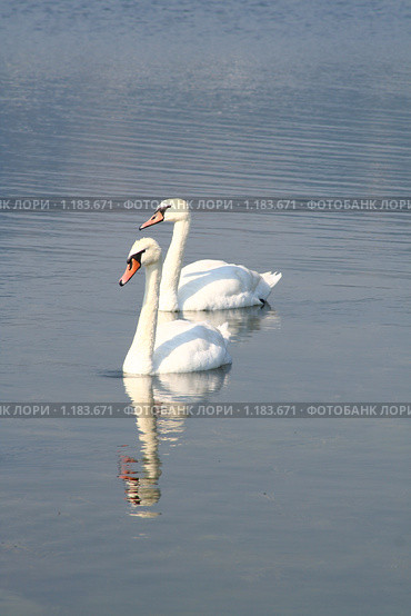 Два белых лебедя на водной глади. Стоковое фото, фотограф Анна Зеленская / Фотобанк Лори