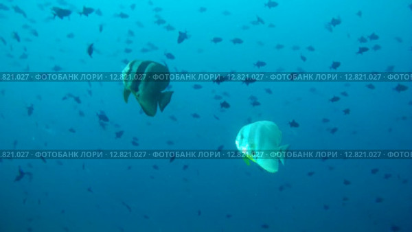 Два платакса (Platax orbicularis) плывет в толще воды, Индийский океан, Мальдивские острова. Стоковое видео, видеограф Некрасов Андрей / Фотобанк Лори