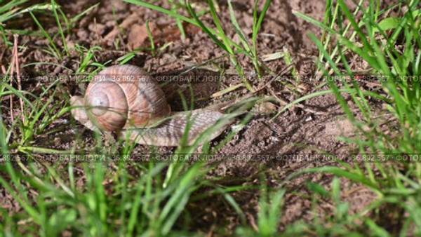 Движения виноградной улитки, слизней и красного клопа. The movements of the grape snail, slugs and red bug. Стоковое видео, видеограф Владимир Литвинов / Фотобанк Лори