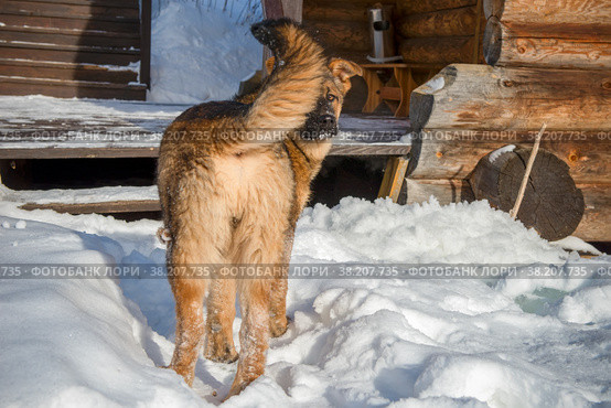 Дворняга около дома оглядывается. Стоковое фото, фотограф Pukhov K / Фотобанк Лори