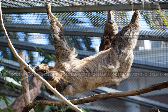 Двупалый ленивец Linnaeus Sloth в зоопарке. The Loro Parkue in Puerto de la Cruz, Tenerife, Canary, Spain. Стоковое фото, фотограф Кекяляйнен Андрей / Фотобанк Лори