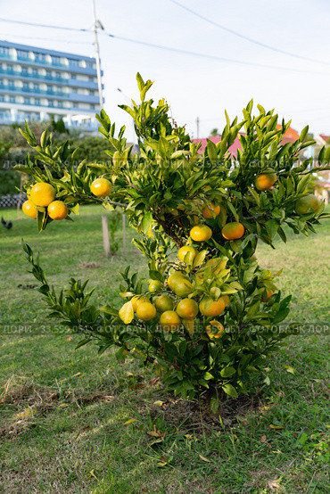 Dwarf tangerine tree dotted with ripe fruit. Стоковое фото, фотограф Ирина Мойсеева / Фотобанк Лори