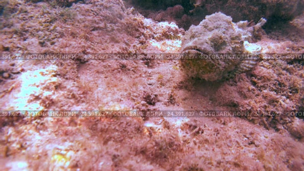 Дьявол Скорпион (Scorpaenopsis diabolus) сидит на рифе, Красное море, Шарм-эль-Шейх, Синайский полуостров, Египет. Стоковое видео, видеограф Некрасов Андрей / Фотобанк Лори