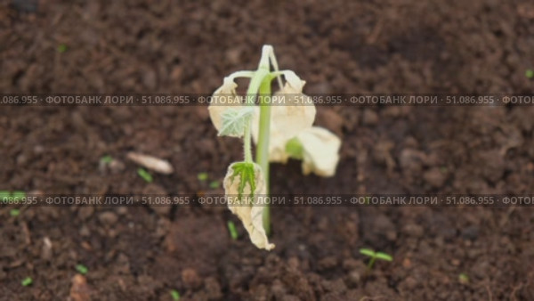 Dying cucumber seedling. Yellow wilted sprouts branch. Rotten. Crop failure. Disease of agricultural plants. Spotted yellowed diseased leaf. Leaves Infection. Sunburn. Vegetables Cultivation problems. Стоковое видео, видеограф Марина Демидюк / Фотобанк Лори