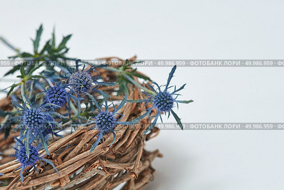 Easter. Colorful blue flowers eryngium in a nest on a gray background. Copy space. Blue flowers eryngium in a nest of branches. Стоковое фото, агентство Ingram Publishing / Фотобанк Лори