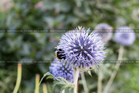 Echinops sphaerocephalus known as Great Globe Thistle or Pale Globe Thistle. Стоковое фото, фотограф Татьяна Васильева / Фотобанк Лори