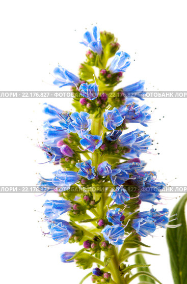 Echium callithyrsum, огуречник аптечный. Стоковое фото, фотограф Tamara Kulikova / Фотобанк Лори