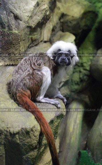 Эдипов тамарин, эдипова игрунка (Saguinus oedipus) Стоковое фото, фотограф Татьяна Белова / Фотобанк Лори