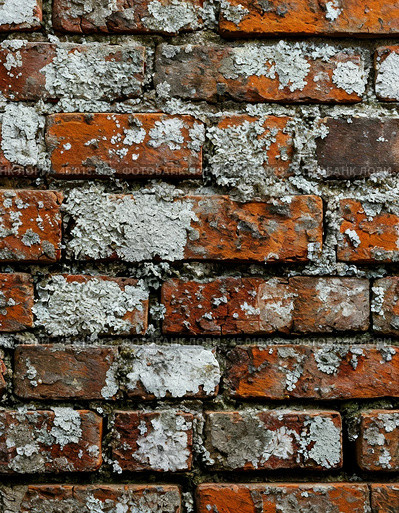 Efflorescence is a whitish trace on the surface of brickwork, represented by a mixture of chemical compounds of salts. Mold on a wet wall, lichens, moss. Стоковое AI-изображение, AI-художник Сергей Елизарьев / Фотобанк Лори