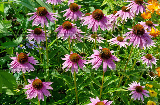 Эхинацея пурпурная (лат. Echinacea purpurea) цветет в летнем саду. Стоковое фото, фотограф Елена Коромыслова / Фотобанк Лори