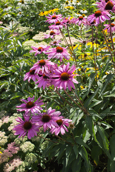 Эхинацея пурпурная на клумбе. Echinacea purpurea. Стоковое фото, фотограф Елена Орлова / Фотобанк Лори