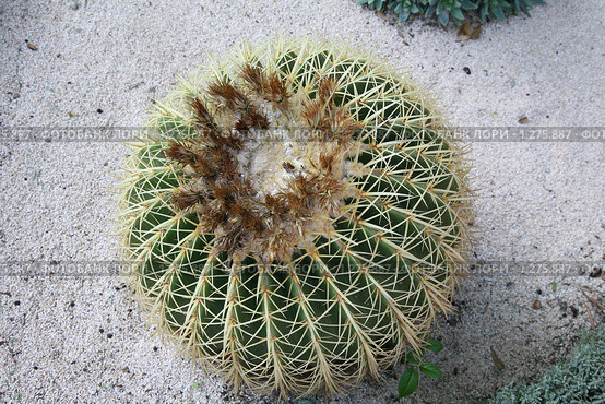 Эхинокактус Грусона (Echinocactus Grusonii) Стоковое фото, фотограф Наталья Волкова / Фотобанк Лори