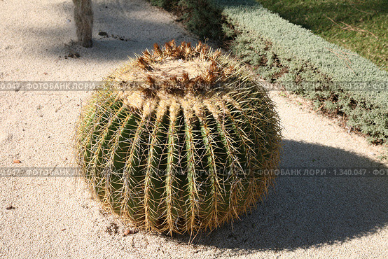 Эхинокактус Грусона (Echinocactus Grusonii) Стоковое фото, фотограф Наталья Волкова / Фотобанк Лори