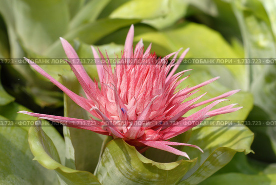 Эхмея (aechmea), комнатное растение. Стоковое фото, фотограф Svet / Фотобанк Лори
