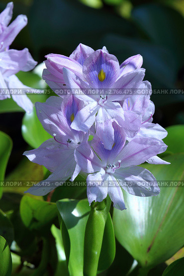 Эйхорния, водяной гиацинт (Eichornia crassipes, Е. speciosa) Стоковое фото, фотограф Григорий Писоцкий / Фотобанк Лори
