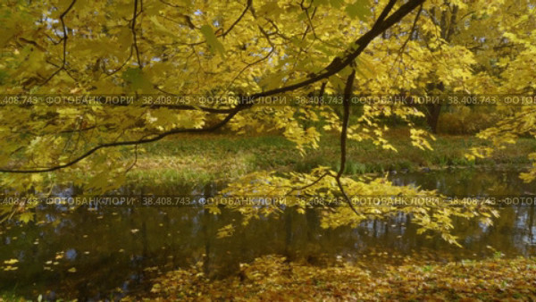 Екатерининский парк (Царское Село). Ветви осеннего клена. Catherine Park (Tsarskoye Selo). Branches of autumn maples. (2021 год). Редакционное видео, видеограф Евгений Романов / Фотобанк Лори