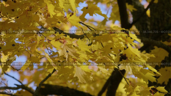 Екатерининский парк (Царское Село). Ветви осенних кленов. Catherine Park (Tsarskoye Selo). Branches of autumn maples. (2021 год). Редакционное видео, видеограф Евгений Романов / Фотобанк Лори
