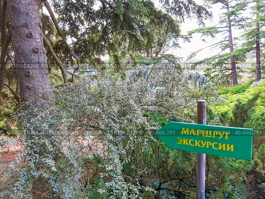 Экскурсионный маршрут. Никитский ботанический сад. Поселок Никита, Большая Ялта. Крым (2023 год). Редакционное фото, фотограф Татьяна Т / Фотобанк Лори