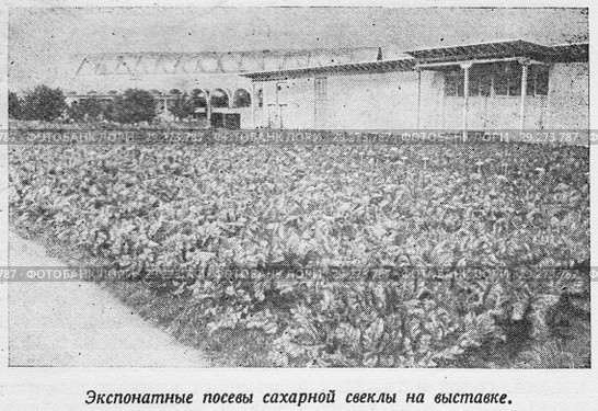 Экспонатные посевы сахарной свеклы на выставке. Павильон "Сахарная свекла". Всесоюзная сельскохозяйственная выставка в Москве. 1939 год. Стоковая иллюстрация, иллюстратор Макаров Алексей / Фотобанк Лори