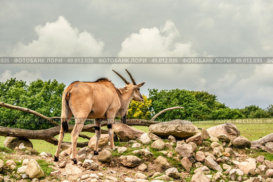 Eland antelope standing in beautiful nature in Africa. Стоковое фото, агентство Ingram Publishing / Фотобанк Лори
