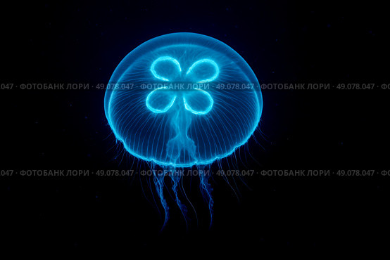Electric blue jellyfish drifting gracefully through black water displaying luminous clover gonads long flowing tentacles ocean science concept illustration. Стоковое AI-изображение, AI-художник Павел Муравьев / Фотобанк Лори