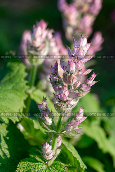 Elegant clary sage blooms with soft purple tones. Vertical crop. Стоковое фото, фотограф Elena Grishina / Фотобанк Лори