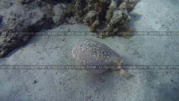 Электрические скаты Panther Electric Ray (Torpedo panthera) над коралловыми рифами, Красное море, Дахаб, Синайский полуостров, Египет. Стоковое видео, видеограф Некрасов Андрей / Фотобанк Лори
