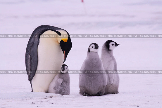 Emperor Penguin with three chicks in Antarctica. Стоковое фото, фотограф Vladimir / Фотобанк Лори