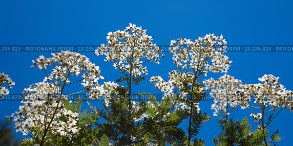 Эндемическая флора острова Гран Канария. Пижма, Tanacetum ptarmiciflorum. Стоковое фото, фотограф Tamara Kulikova / Фотобанк Лори