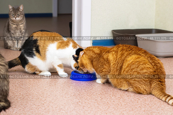 Enjoying the playful antics of adorable cats as they share food in a cozy, inviting environment. Стоковое фото, фотограф Аксенова Вера / Фотобанк Лори