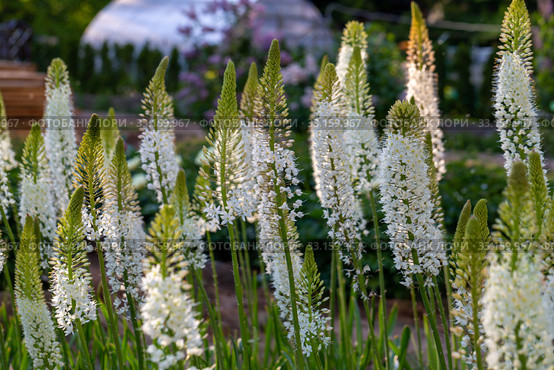Эремурус гималайский (Eremurus himalaicus) Стоковое фото, фотограф Ольга Сейфутдинова / Фотобанк Лори