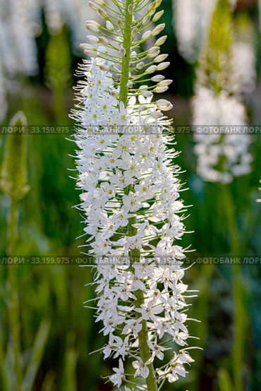 Эремурус гималайский (Eremurus himalaicus) Стоковое фото, фотограф Ольга Сейфутдинова / Фотобанк Лори