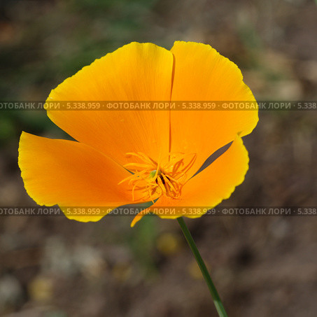 Эшшольция, или калифорнийский мак (Eschscholzia californica) Стоковое фото, фотограф Елена Коромыслова / Фотобанк Лори
