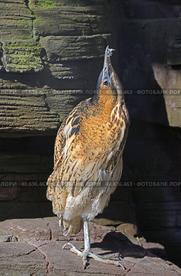 Eurasian bittern or great bittern (Botaurus stellaris), shy bird, and if disturbed, often points its bill directly upwards and freezes in that position. Стоковое фото, фотограф Валерия Попова / Фотобанк Лори