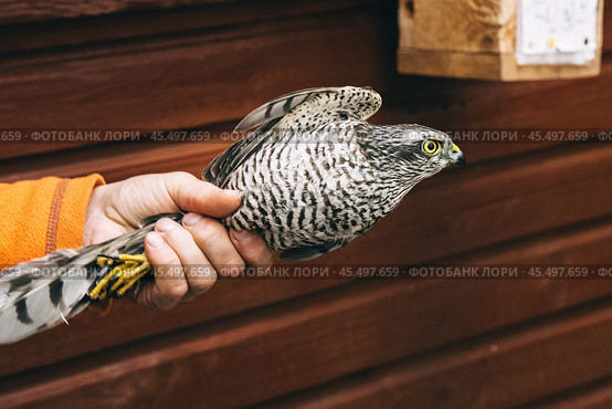 Eurasian sparrowhawk or Accipiter nisus in hand in Fringilla field ornithological station. in the Curonian Spit National Park. . Russia. Стоковое фото, фотограф Elena Odareeva / Фотобанк Лори