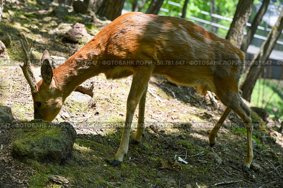 European roe deer buck with growing antlers grazes on a forest slope. Sunlight highlights its fur, showing seasonal shedding and slender body. Стоковое фото, фотограф Татьяна Терехина / Фотобанк Лори