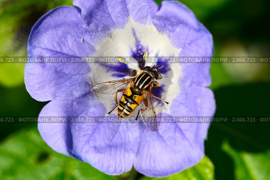 Европейская Журчалка (helophilus pendulus) на цветке. Стоковое фото, фотограф Olha Ukhal / Фотобанк Лори