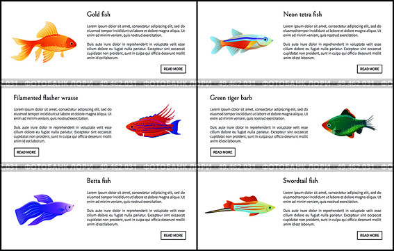 Exotic marine animals with shine fins and skins, isolated vector illustrations of gold betta, neon tetra and swordtail fishes, tiger barb and wrasse. Exotic Marine Animals with Shine Fins and Skins. Стоковая иллюстрация, агентство Ingram Publishing / Фотобанк Лори